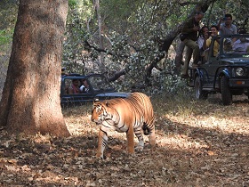 tiger in forest